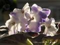 African Violet - Saintpaulia ionantha